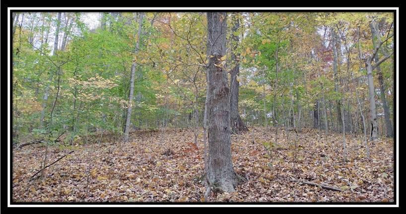 2169 Mohawk Coal Road Wellston, OH 45692 - Photo 21 of 58 image021