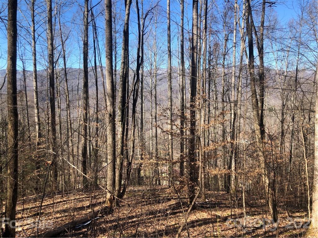 0 Lick Log Road Sylva, NC 28779 - Photo 4 of 8 a view of lots of trees