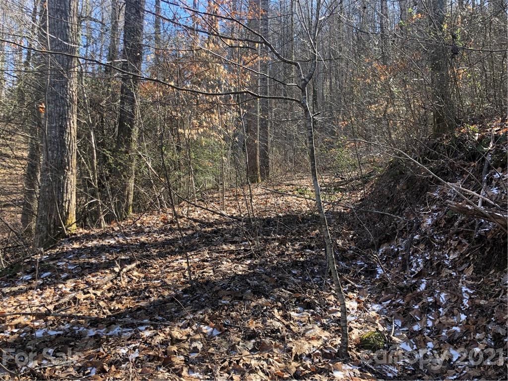 0 Lick Log Road Sylva, NC 28779 - Photo 7 of 8 a view of a forest with trees