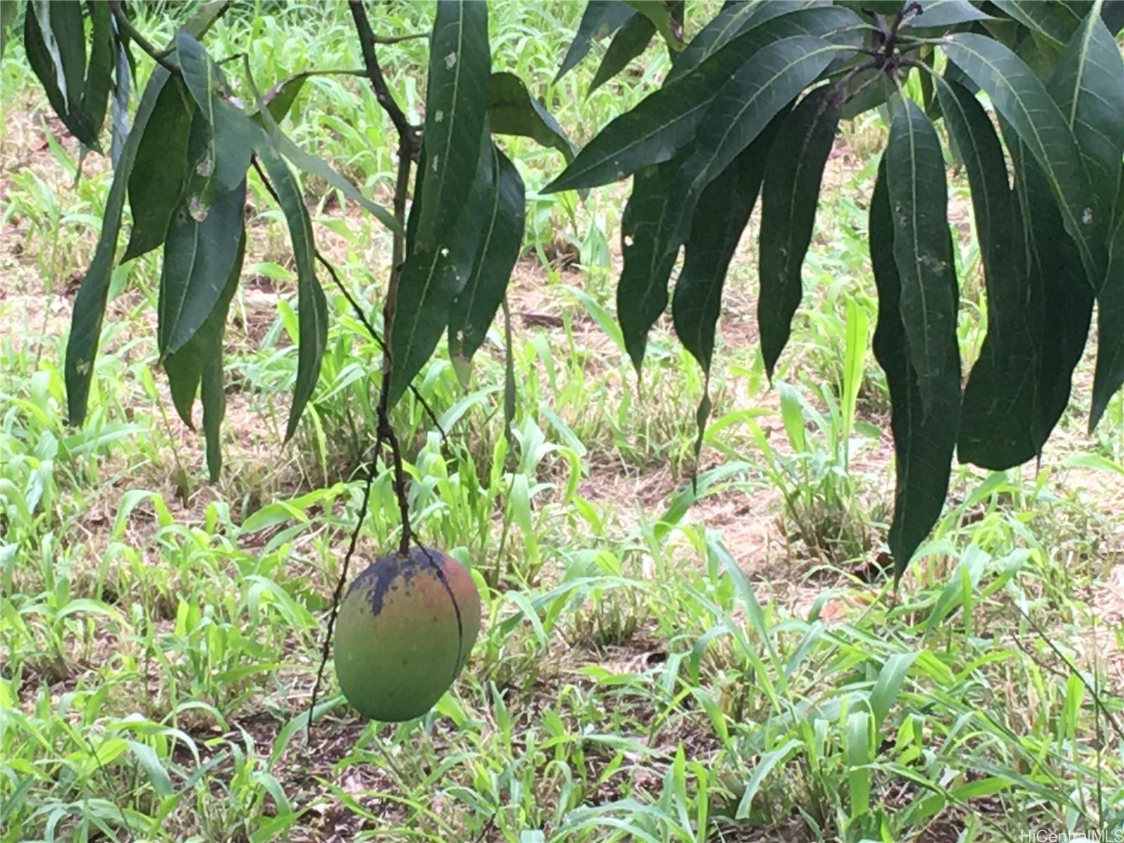 56 I Kunia Road, Unit 56I Waipahu, HI 96797 - Photo 15 of 17 MANGOS