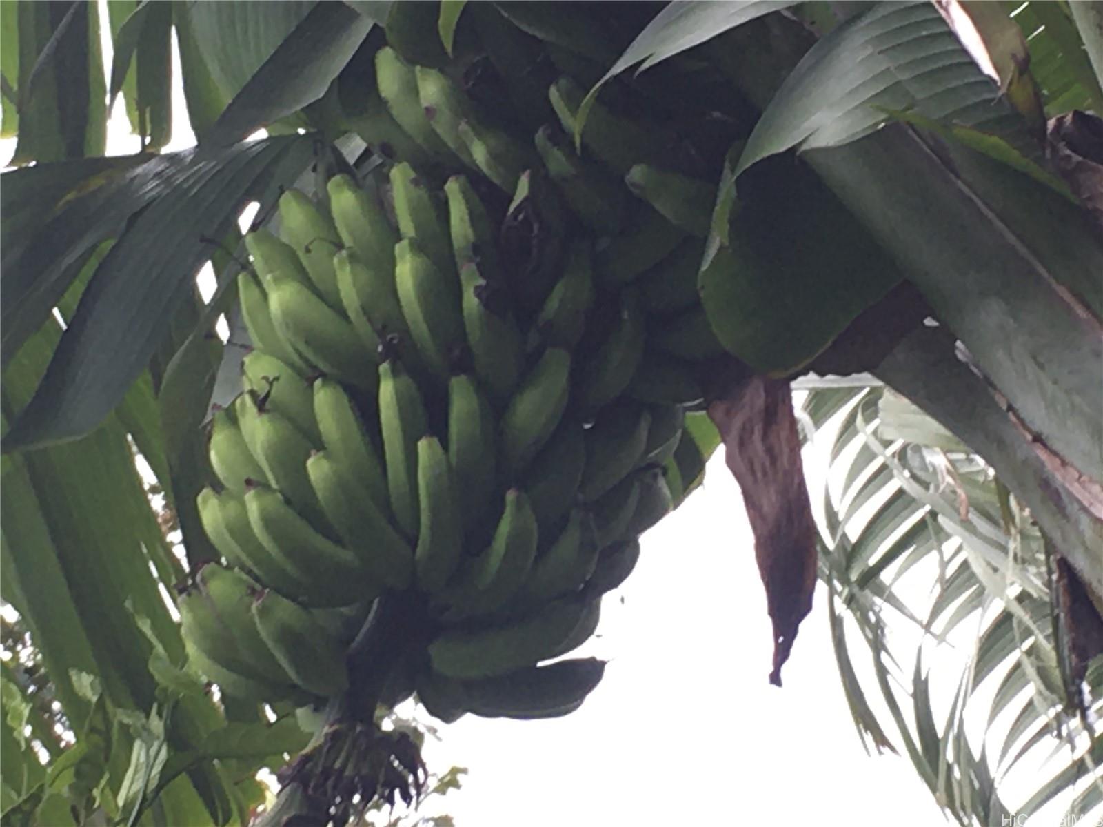 56 I Kunia Road, Unit 56I Waipahu, HI 96797 - Photo 16 of 17 BANANAS