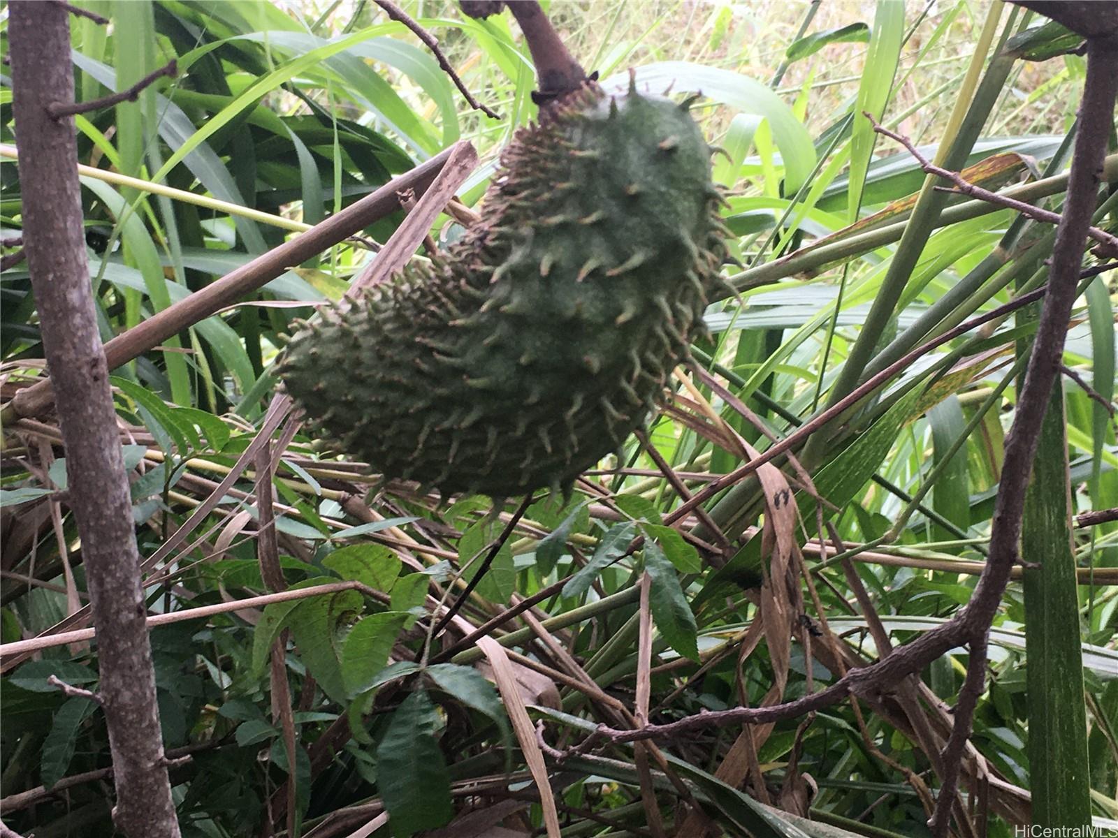 56 I Kunia Road, Unit 56I Waipahu, HI 96797 - Photo 17 of 17 SOUR SAP "FOR CANCER TREATMENT"