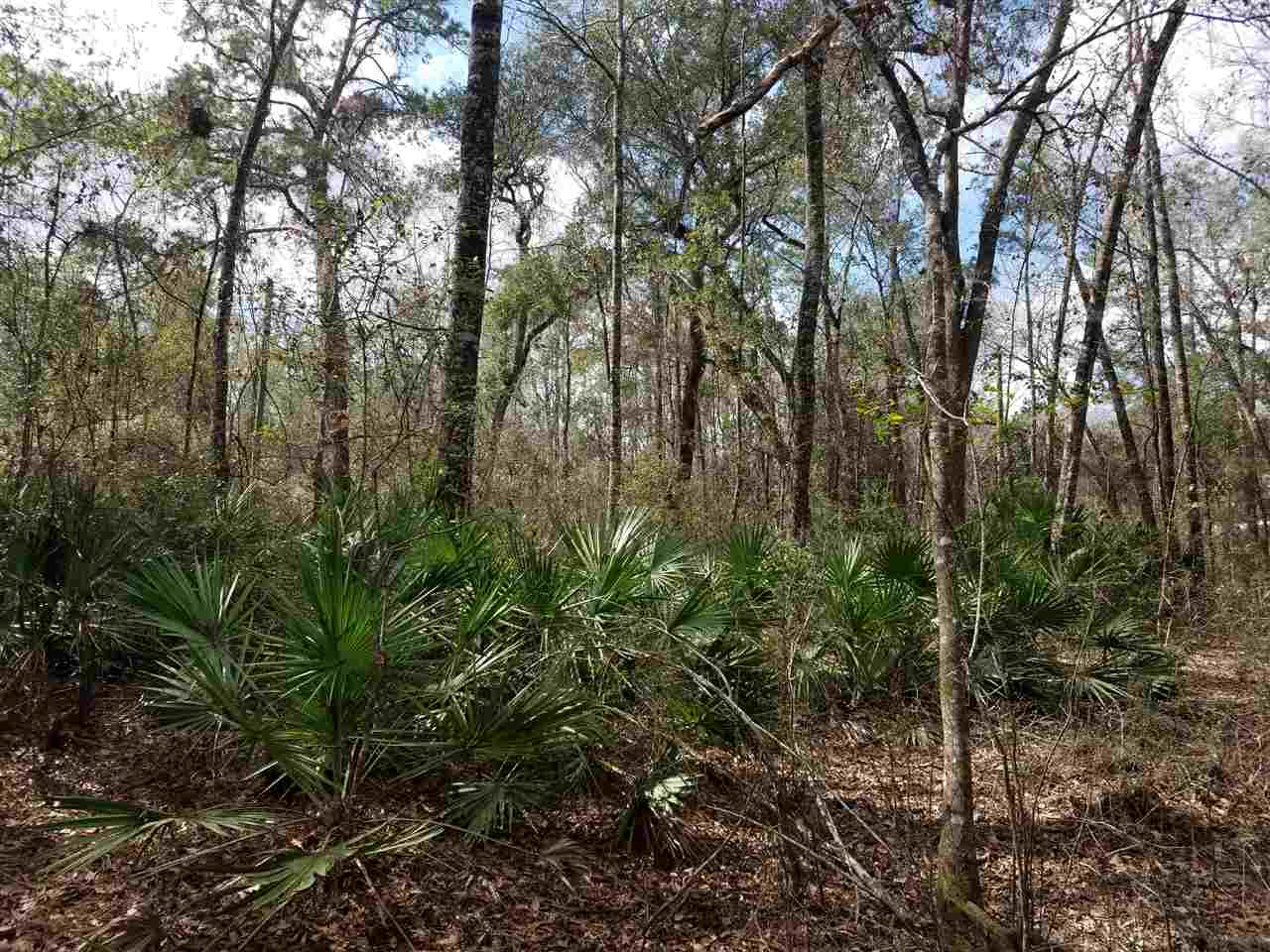 64 Upper Cody Road Monticello, FL 32344 - Photo 13 of 36 Gallery Image 13