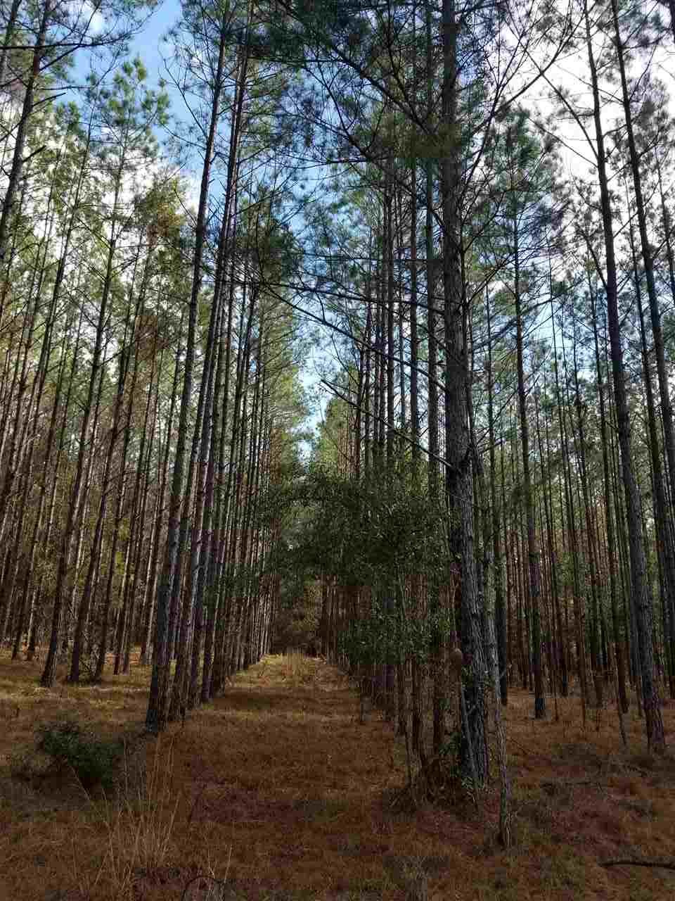 64 Upper Cody Road Monticello, FL 32344 - Photo 19 of 36 Gallery Image 19