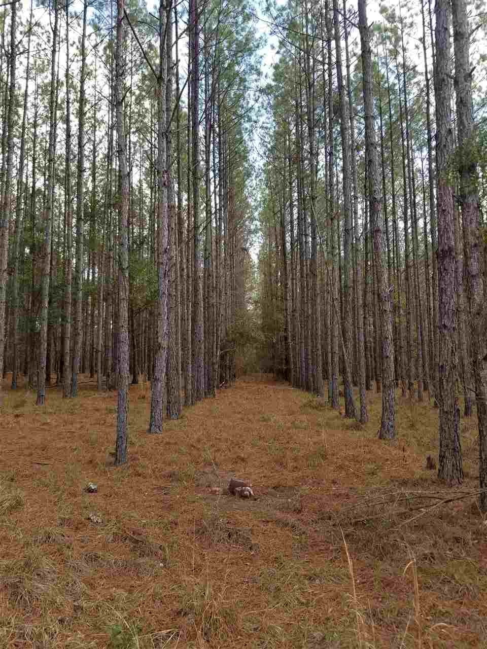 64 Upper Cody Road Monticello, FL 32344 - Photo 25 of 36 Gallery Image 25