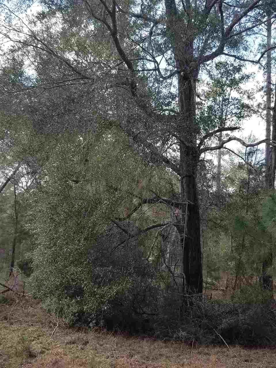 64 Upper Cody Road Monticello, FL 32344 - Photo 27 of 36 Gallery Image 27