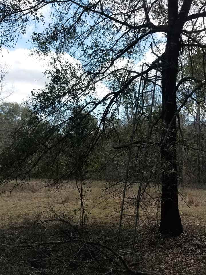 64 Upper Cody Road Monticello, FL 32344 - Photo 28 of 36 Gallery Image 28