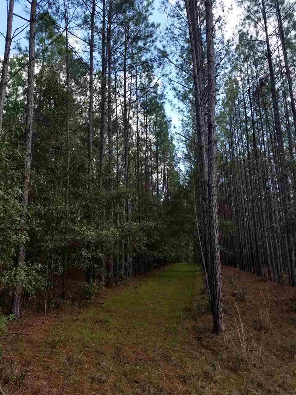64 Upper Cody Road Monticello, FL 32344 - Photo 29 of 36 Gallery Image 29