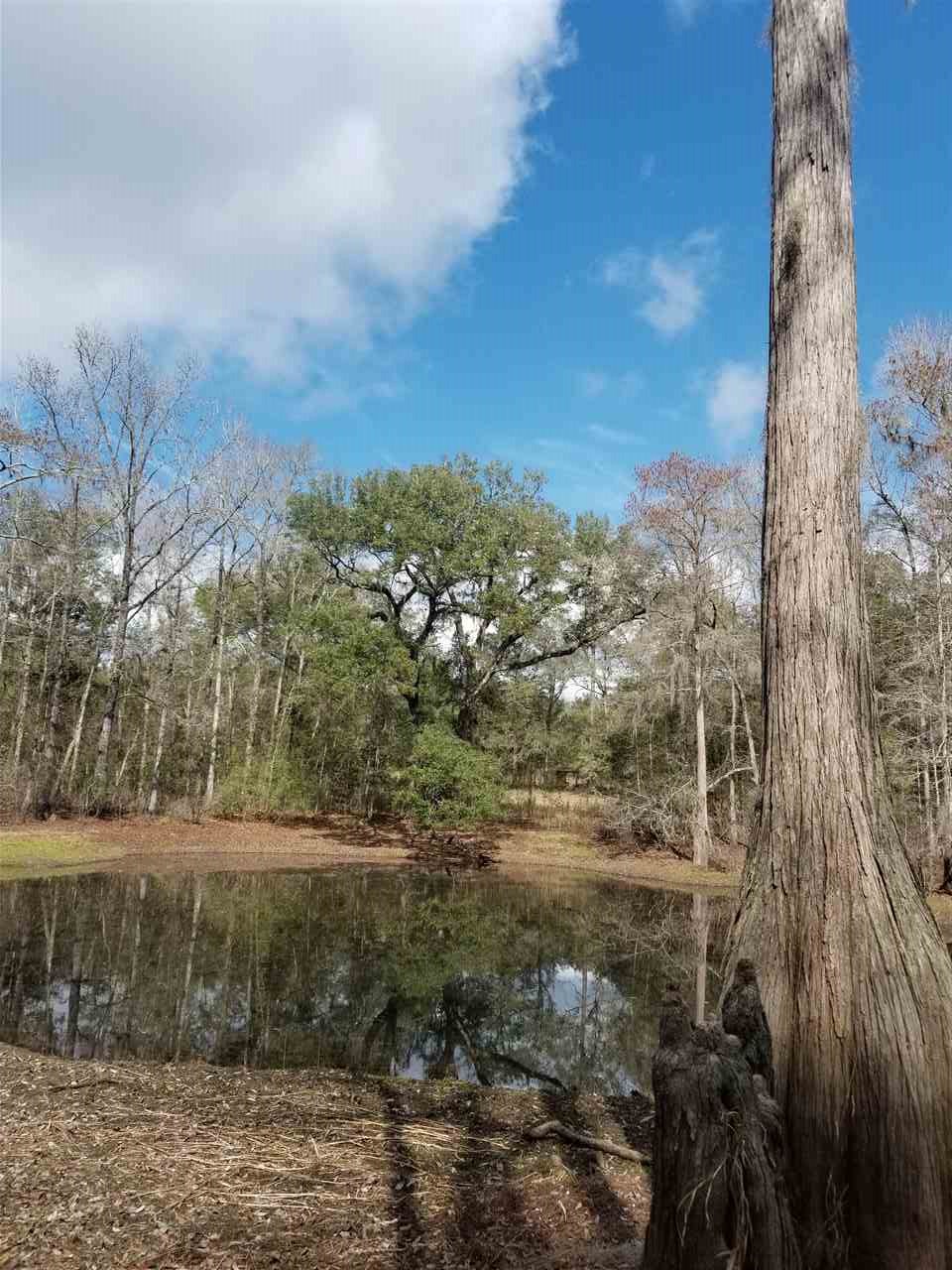 64 Upper Cody Road Monticello, FL 32344 - Photo 6 of 36 Gallery Image 6