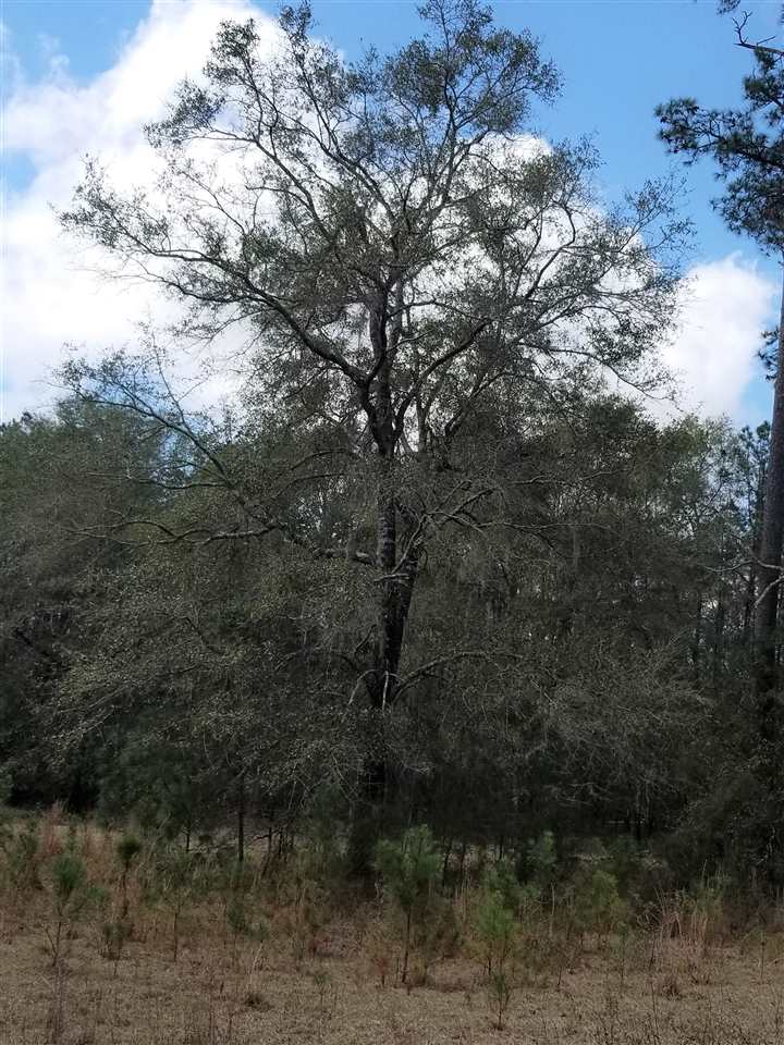64 Upper Cody Road Monticello, FL 32344 - Photo 7 of 36 Gallery Image 7