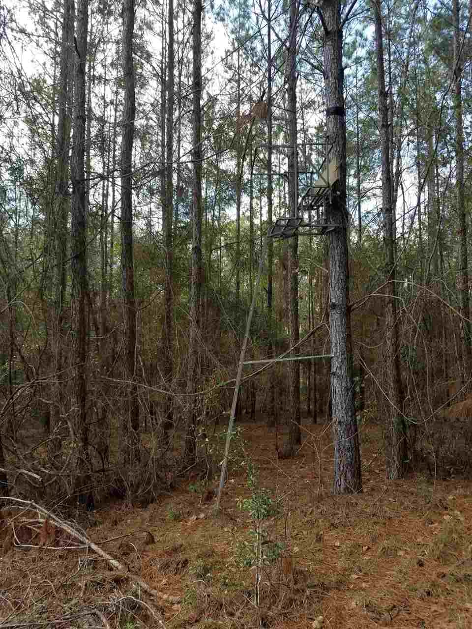 64 Upper Cody Road Monticello, FL 32344 - Photo 10 of 36 Gallery Image 10