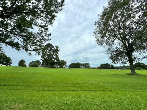 a view of a trees in a yard
