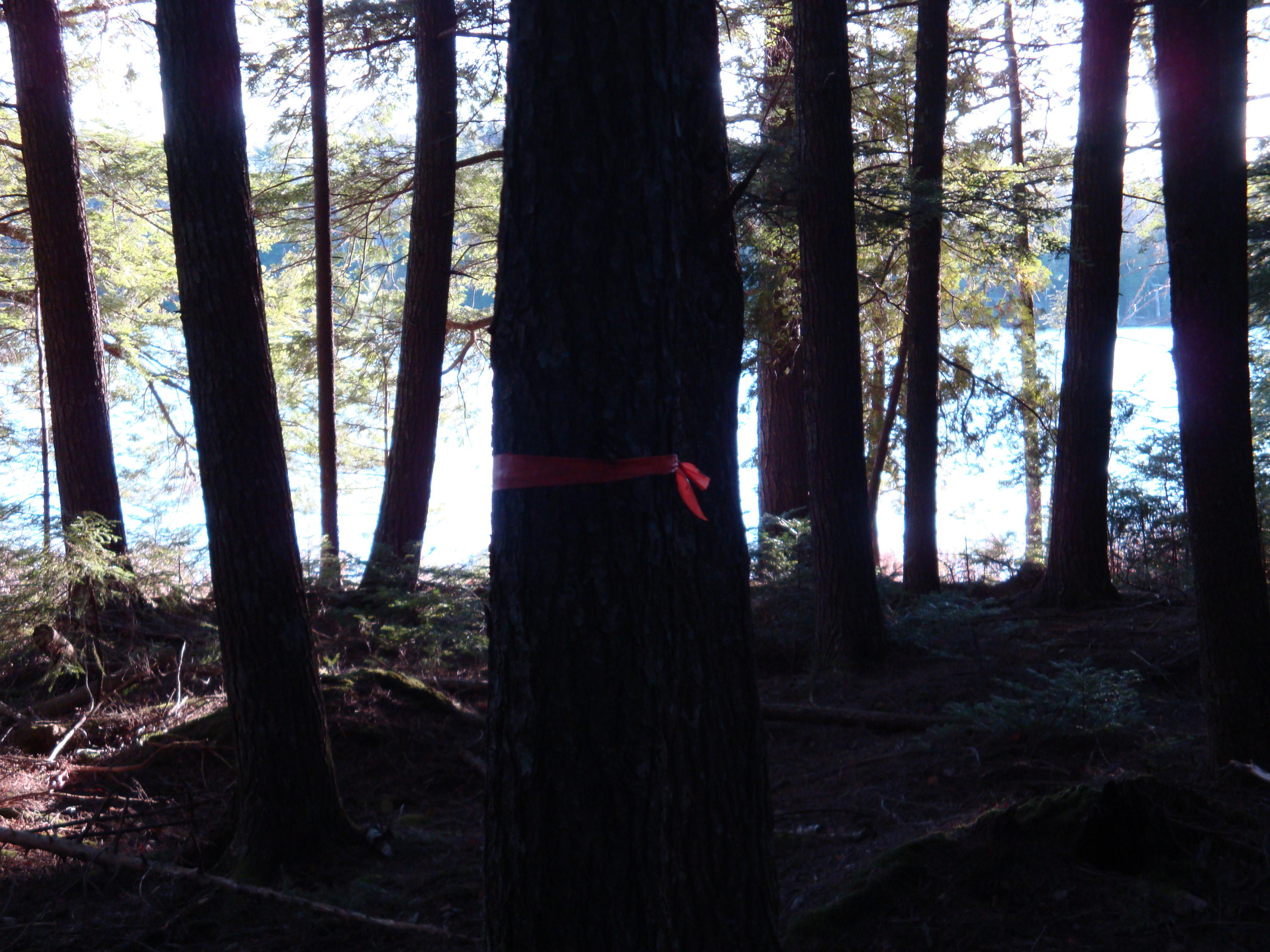 0 Off Rt 179 Aurora, ME 04408 - Photo 2 of 4 DSC00062-1