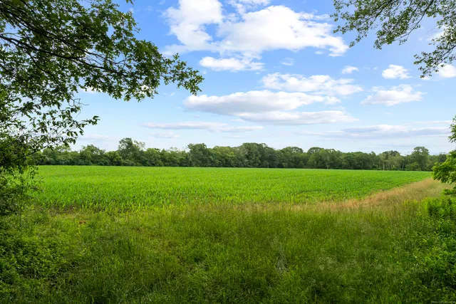 a view of yard with green space