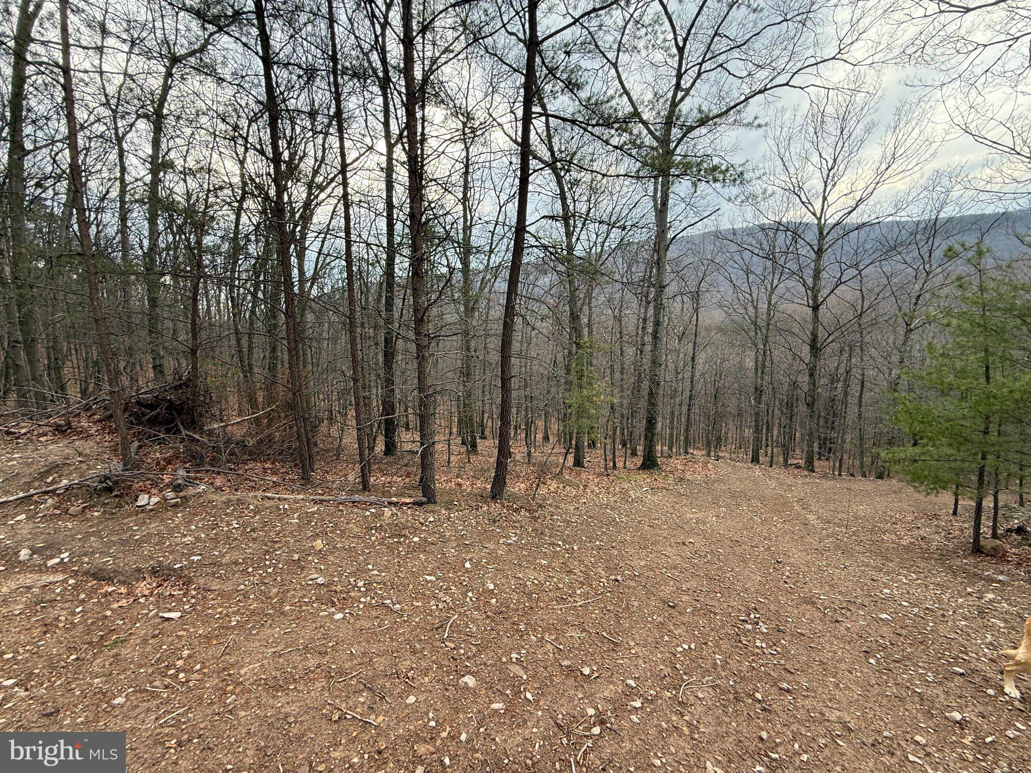 Advent Drive Augusta, WV 26704 - Photo 30 of 65 a view of outdoor space with trees
