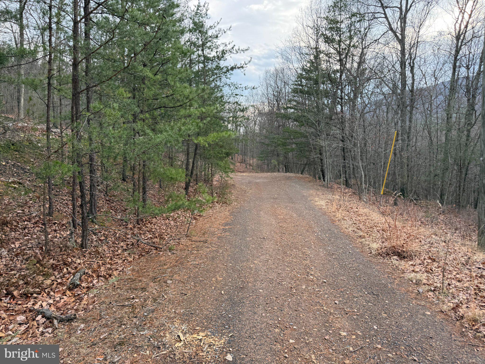 Advent Drive Augusta, WV 26704 - Photo 36 of 65 a view of a forest with trees in the background