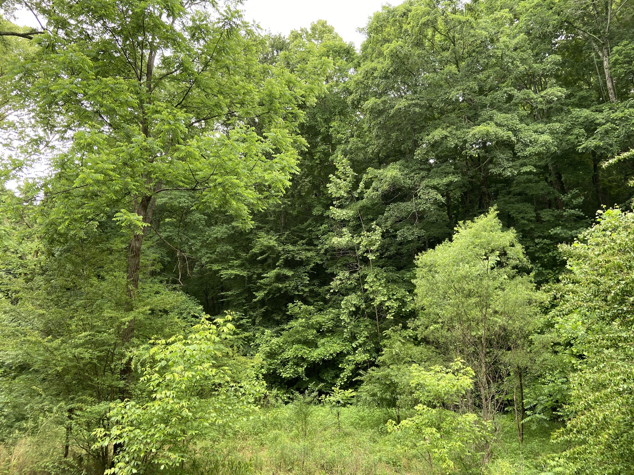 1138 Issac Clifton Road Chapmansboro, TN 37035 - Photo 9 of 12 Gallery Image 9
