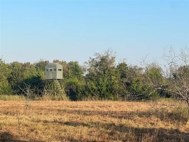 a view of a yard covered with tall trees