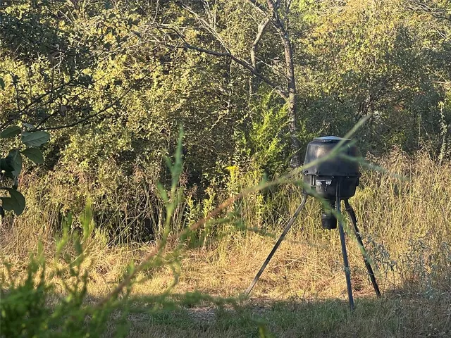 a view of a forest with trees in the background