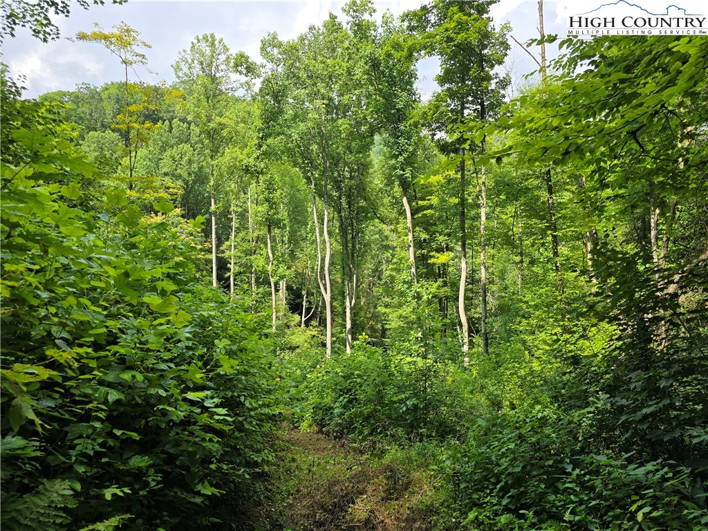 Parker Road Creston, NC 28615 - Photo 18 of 28 Gallery Image 18