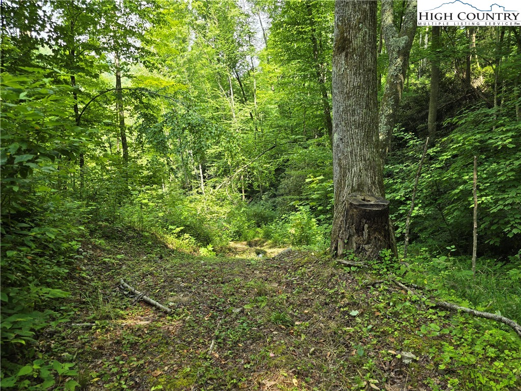 Parker Road Creston, NC 28615 - Photo 19 of 28 Gallery Image 19