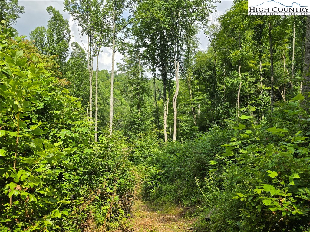 Parker Road Creston, NC 28615 - Photo 20 of 28 Gallery Image 20
