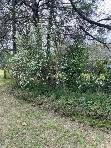 a view of a forest with lots of trees