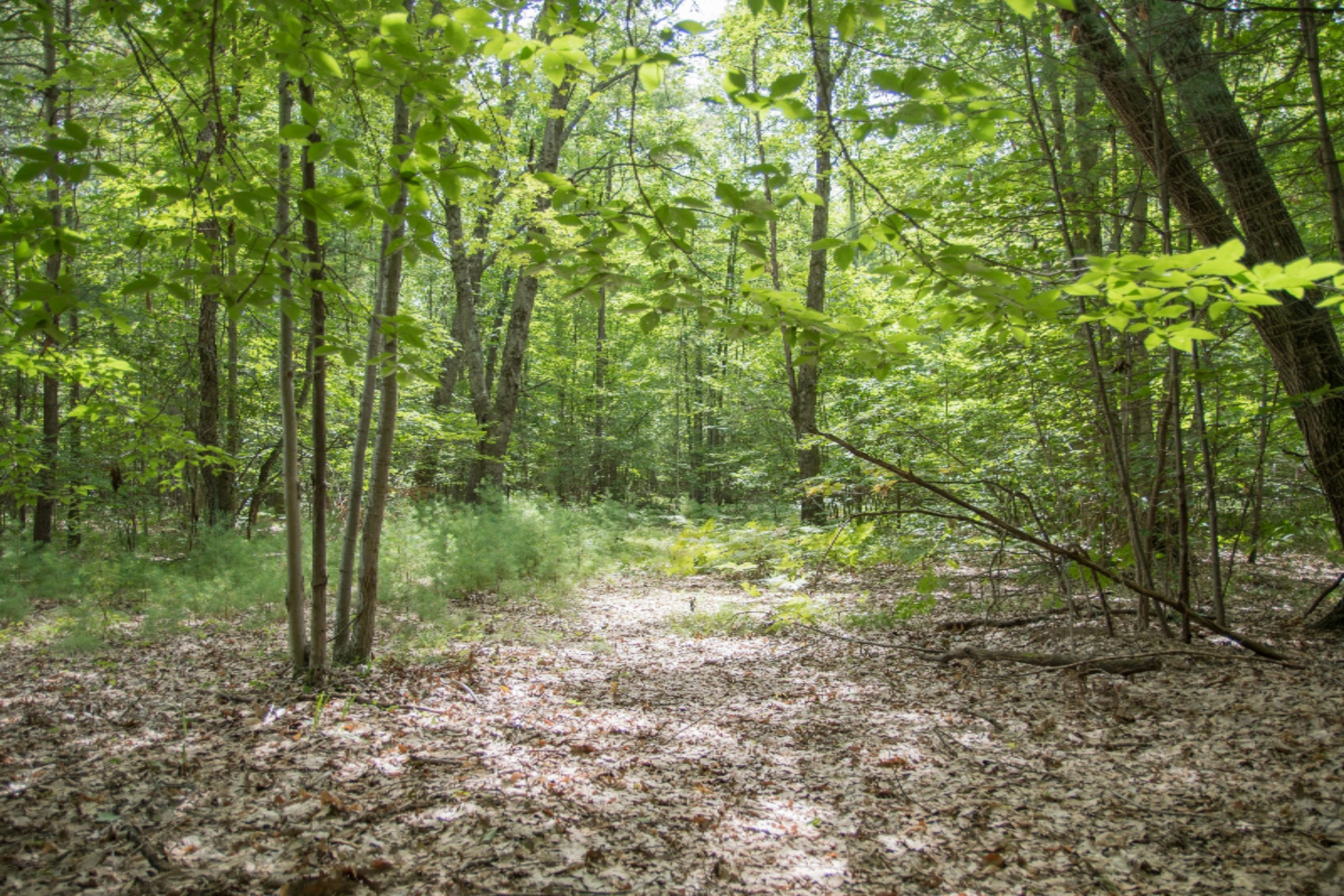 9800 North Bailey Road Howard City, MI 49329 - Photo 33 of 36 Woods