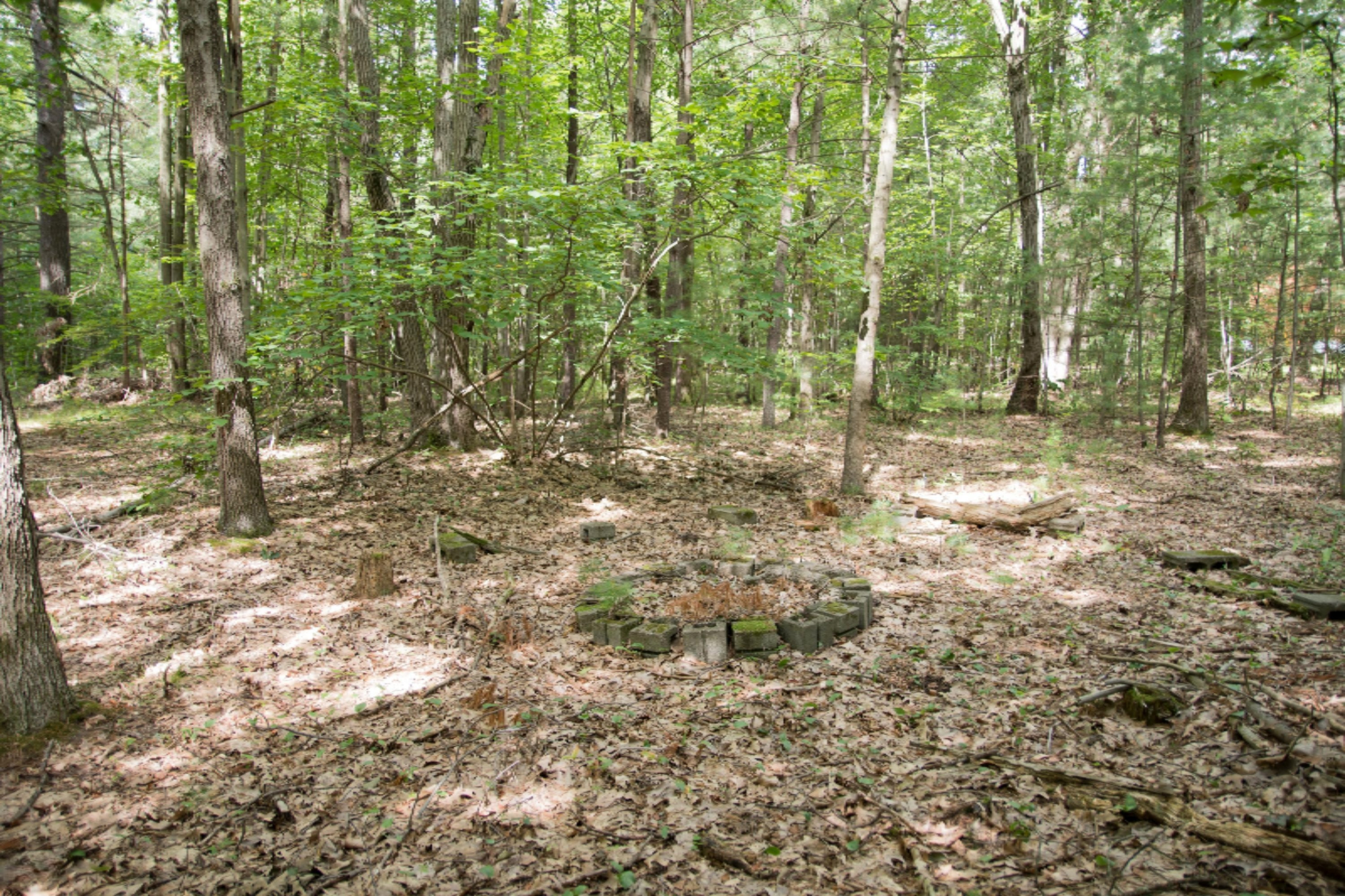 9800 North Bailey Road Howard City, MI 49329 - Photo 34 of 36 Woods