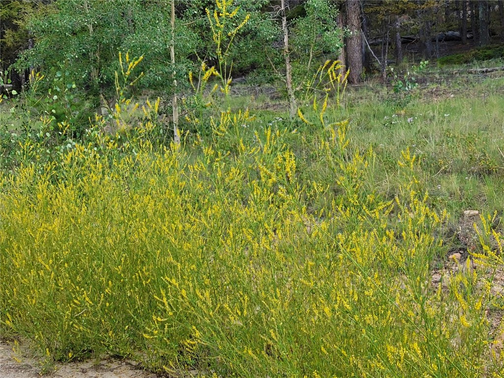 2931 Redhill Road Fairplay, CO 80440 - Photo 31 of 31 Gallery Image 31