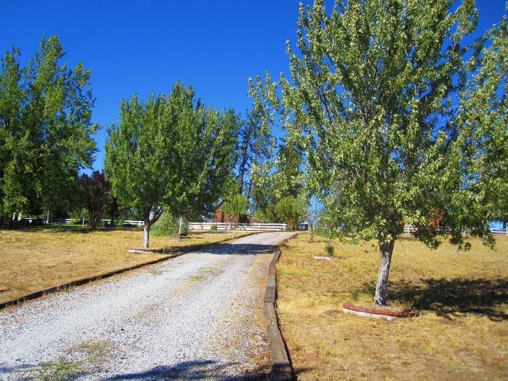 45541 Pittville Road McArthur, CA 96056 - Photo 17 of 26 a view of a yard with trees