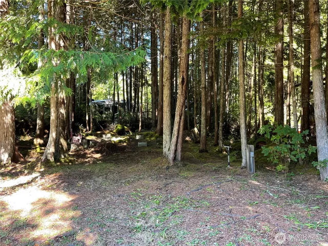a view of a park with large trees