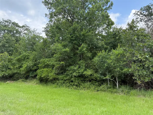 a view of a lush green forest