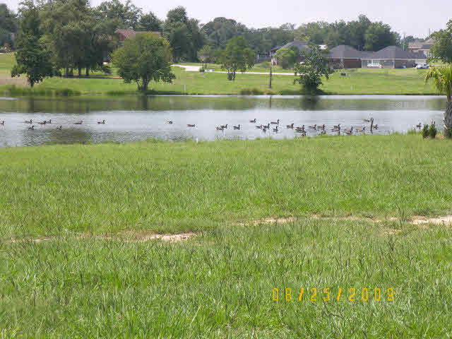 Lot 29 Edgewater Circle Loxley, AL 36551 - Photo 2 of 2