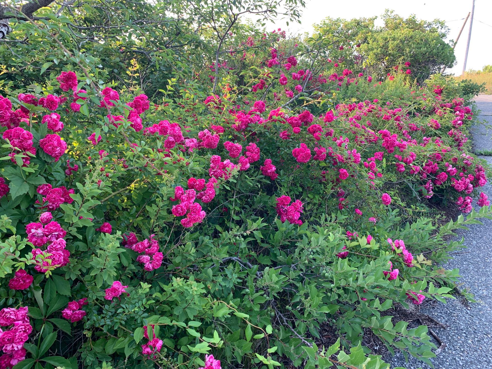 2 Ryder Hollow Road Truro, MA 02666 - Photo 9 of 31 a view of a flower in a flower in a front yard