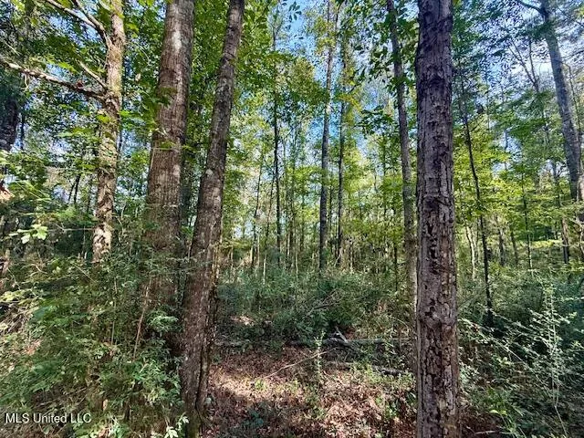 $389,900 | Beartown Road, Jayess, MS 39641