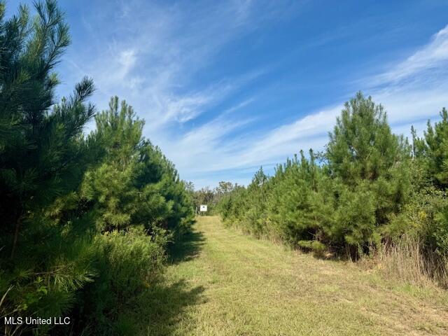 Beartown Road Jayess, MS 39641 - Photo 18 of 44 IMG_6440