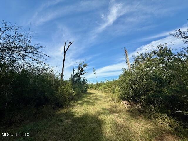 Beartown Road Jayess, MS 39641 - Photo 22 of 44 IMG_6444