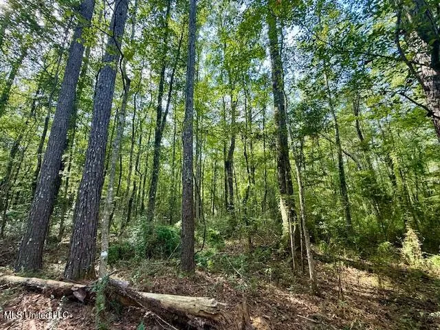 $389,900 | Beartown Road, Jayess, MS 39641