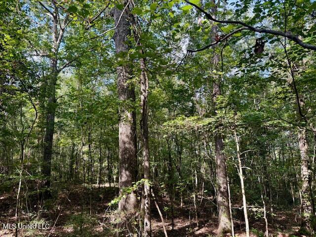 Beartown Road Jayess, MS 39641 - Photo 26 of 44 IMG_6451