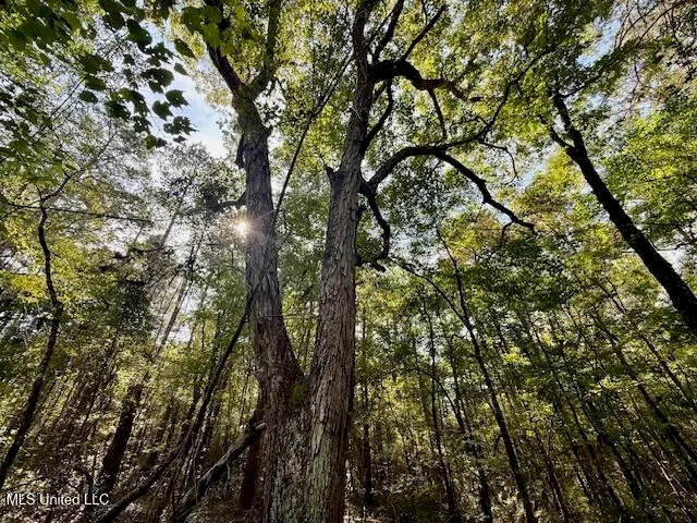 $455,000 | Beartown Road, Jayess, MS 39641