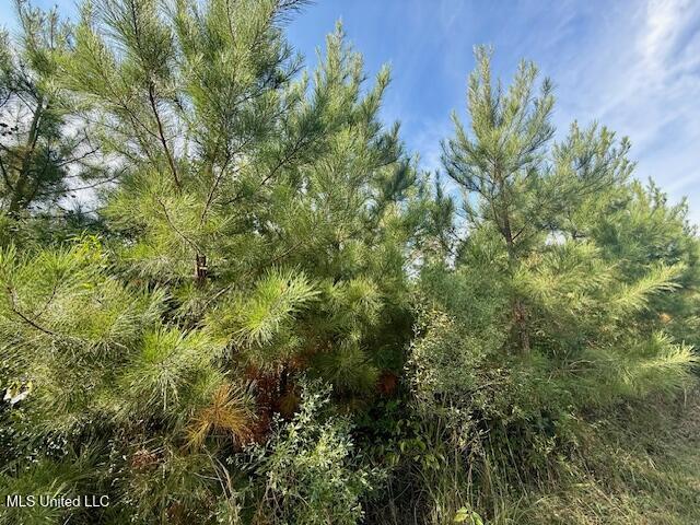 Beartown Road Jayess, MS 39641 - Photo 29 of 44 IMG_6457