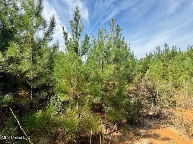 Beartown Road Jayess, MS 39641 - Photo 30 of 44 IMG_6458