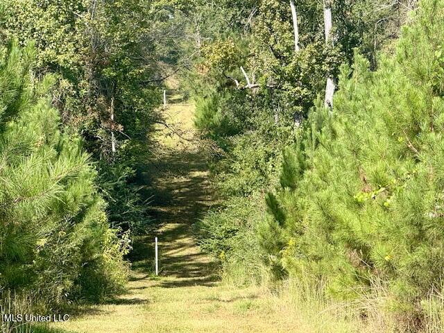 Beartown Road Jayess, MS 39641 - Photo 32 of 44 IMG_6460
