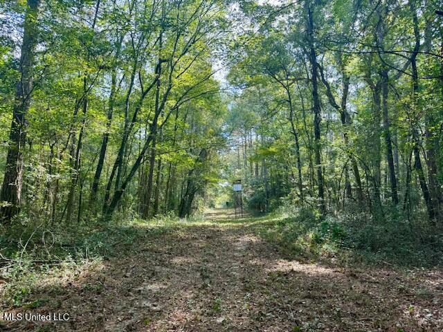 Beartown Road Jayess, MS 39641 - Photo 4 of 44 IMG_6450