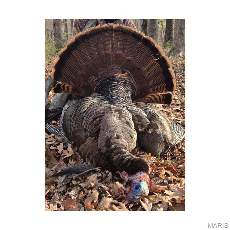 86.6-acre Beechnut Road Stover, MO 65078 - Photo 21 of 22