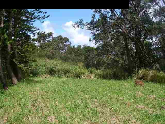 22 West Kuiaha Road Haiku, HI 96708 - Photo 20 of 23 a view of a big yard