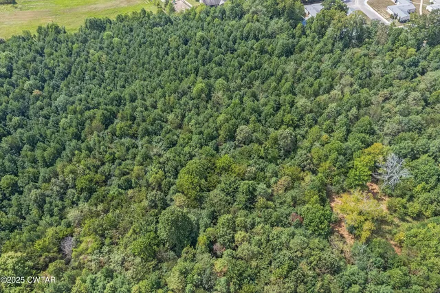 a view of a lush green forest