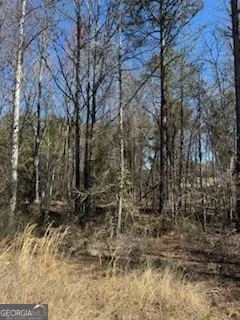 a view of a forest with large trees