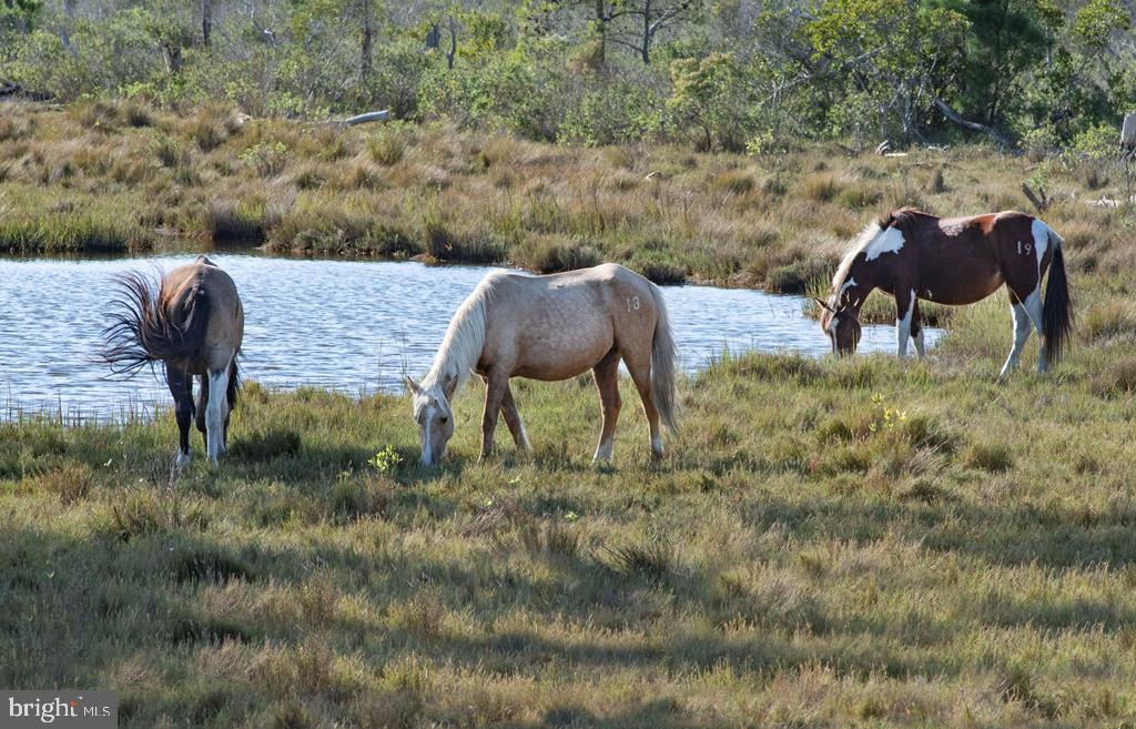 Lot 1361 Blackbeard Road Greenbackville, VA 23356 - Photo 26 of 27
